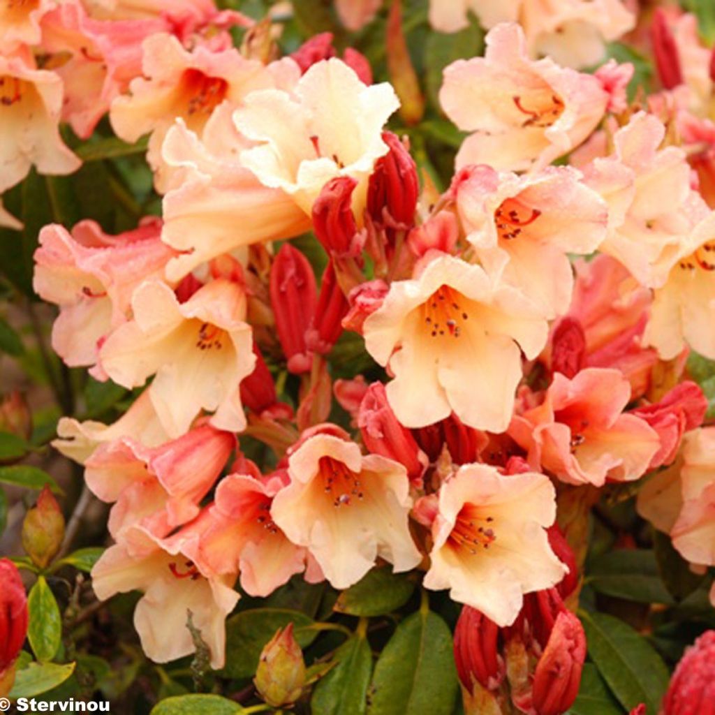 RHODODENDRON x Jingle bells - Rhododendron nain