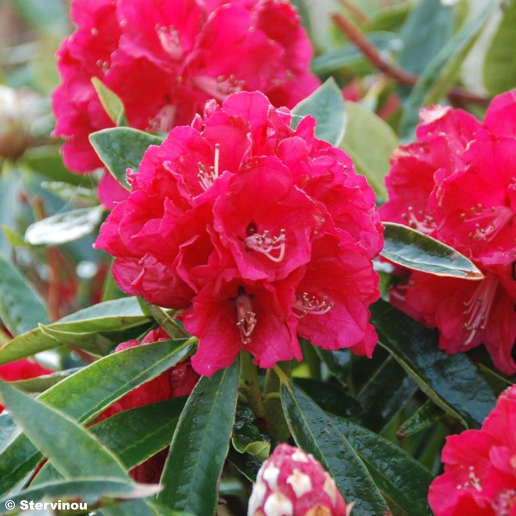 RHODODENDRON  Arboreum rubrum - Grand Rhododendron