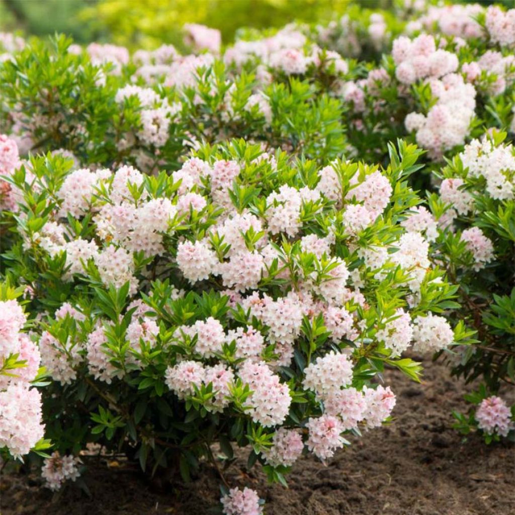 Rhododendron Bloombux