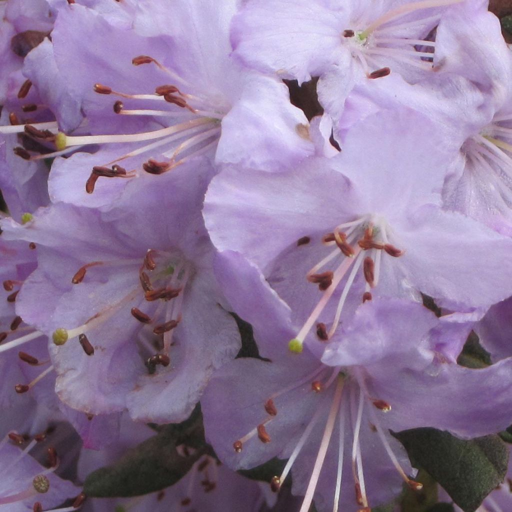 Rhododendron Blue Silver - Rhododendron nain