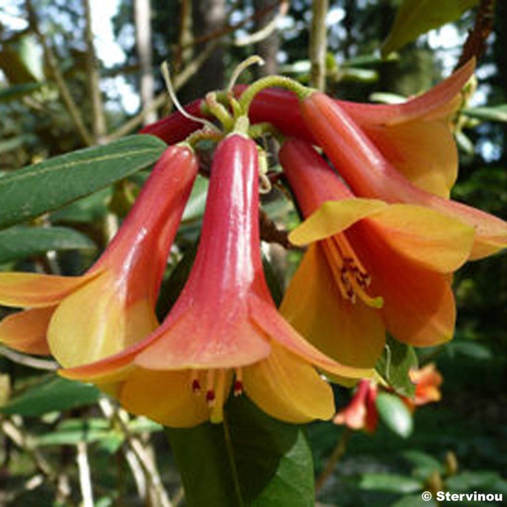 RHODODENDRON cinnabarinum - Rhododendron nain