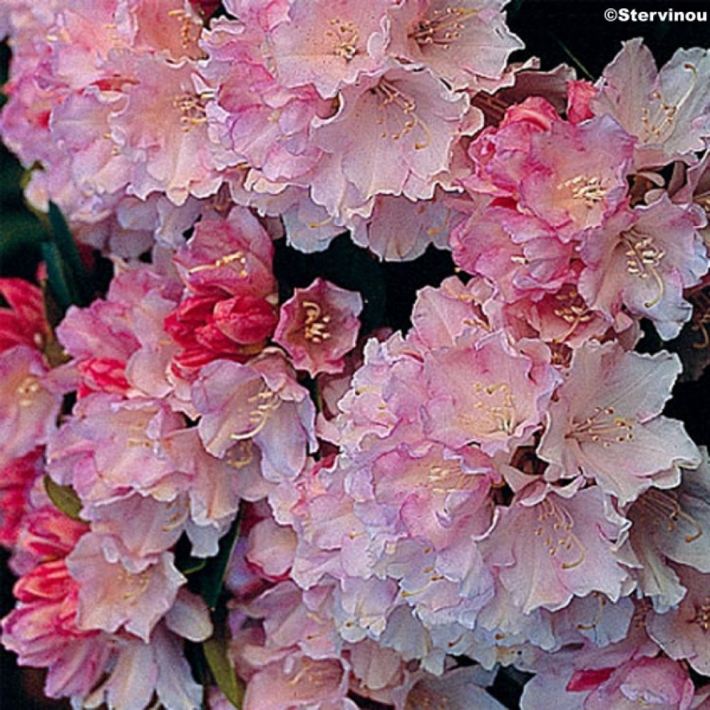 Rhododendron Dream Land - Rhododendron nain