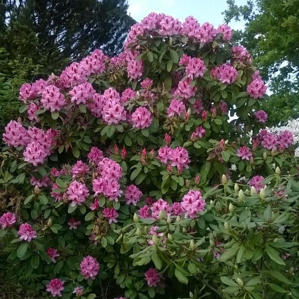 Rhododendron Germania - Grand Rhododendron