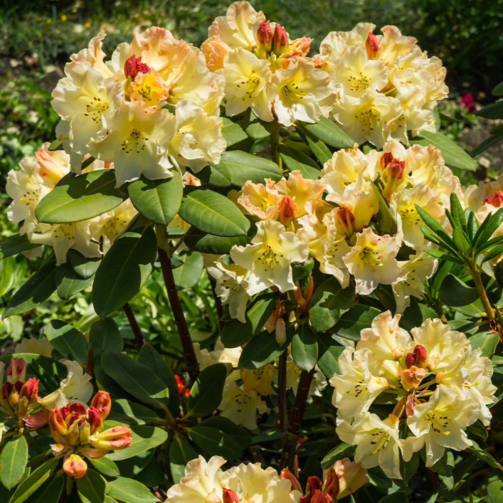 Rhododendron Golden Torch - Rhododendron nain