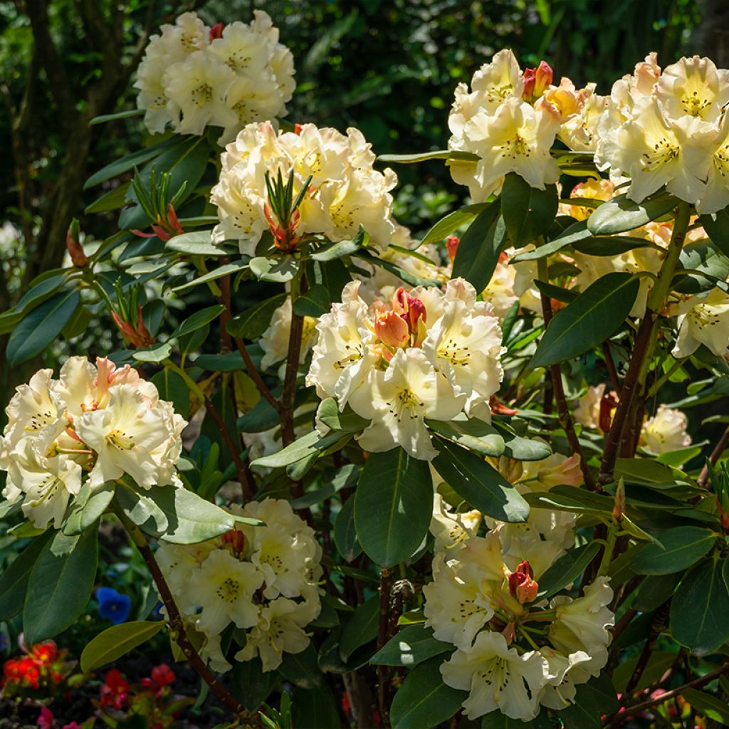 Rhododendron Golden Torch - Rhododendron nain