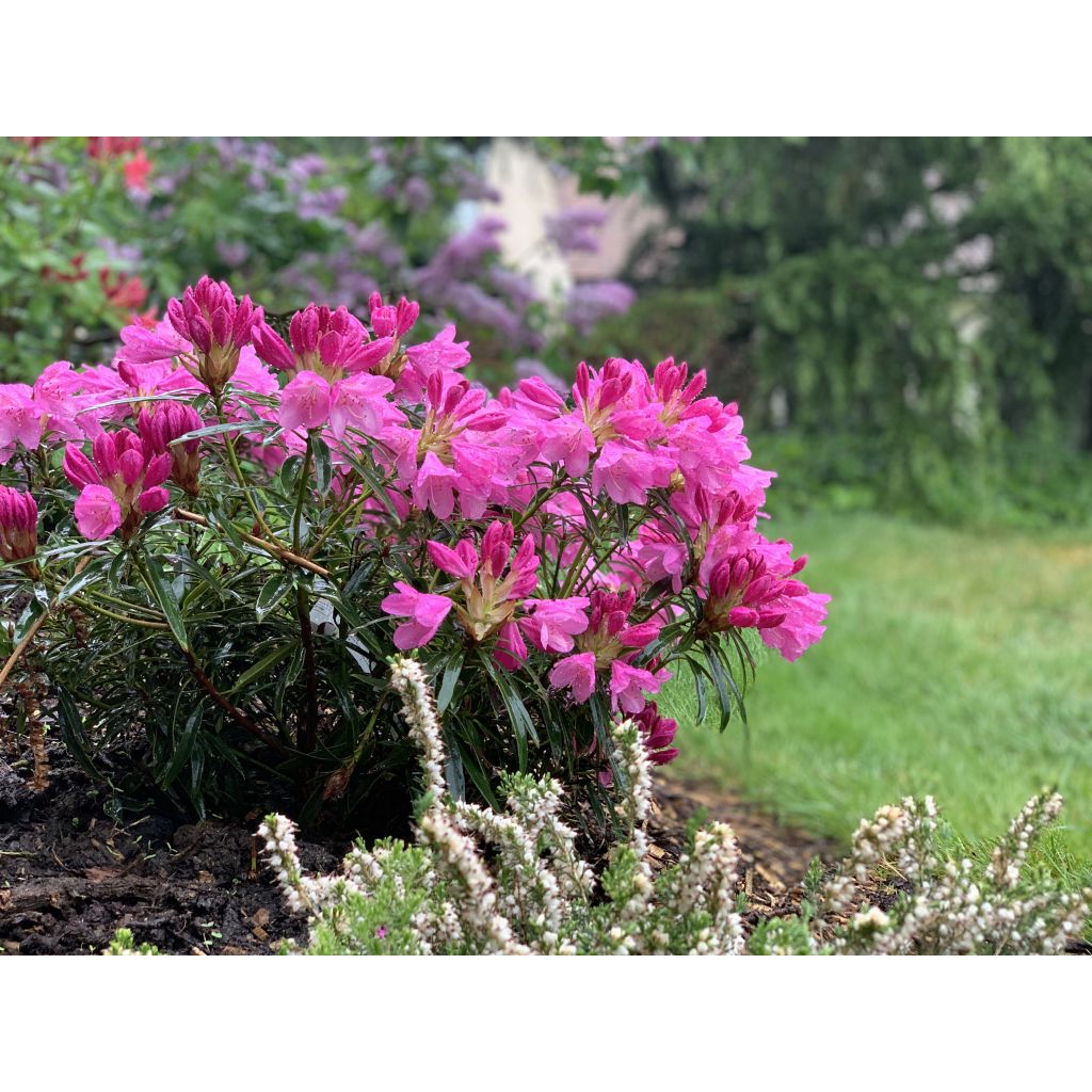 Rhododendron Graziella - Grand Rhododendron