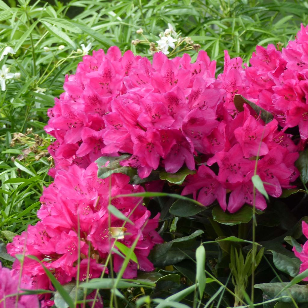 Rhododendron Marie Forte (Madame Fortier) - Grand Rhododendron