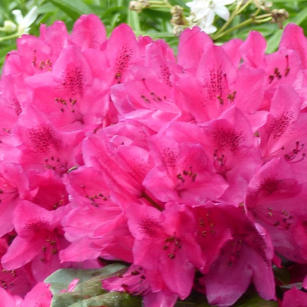 Rhododendron Marie Forte (Madame Fortier) - Grand Rhododendron