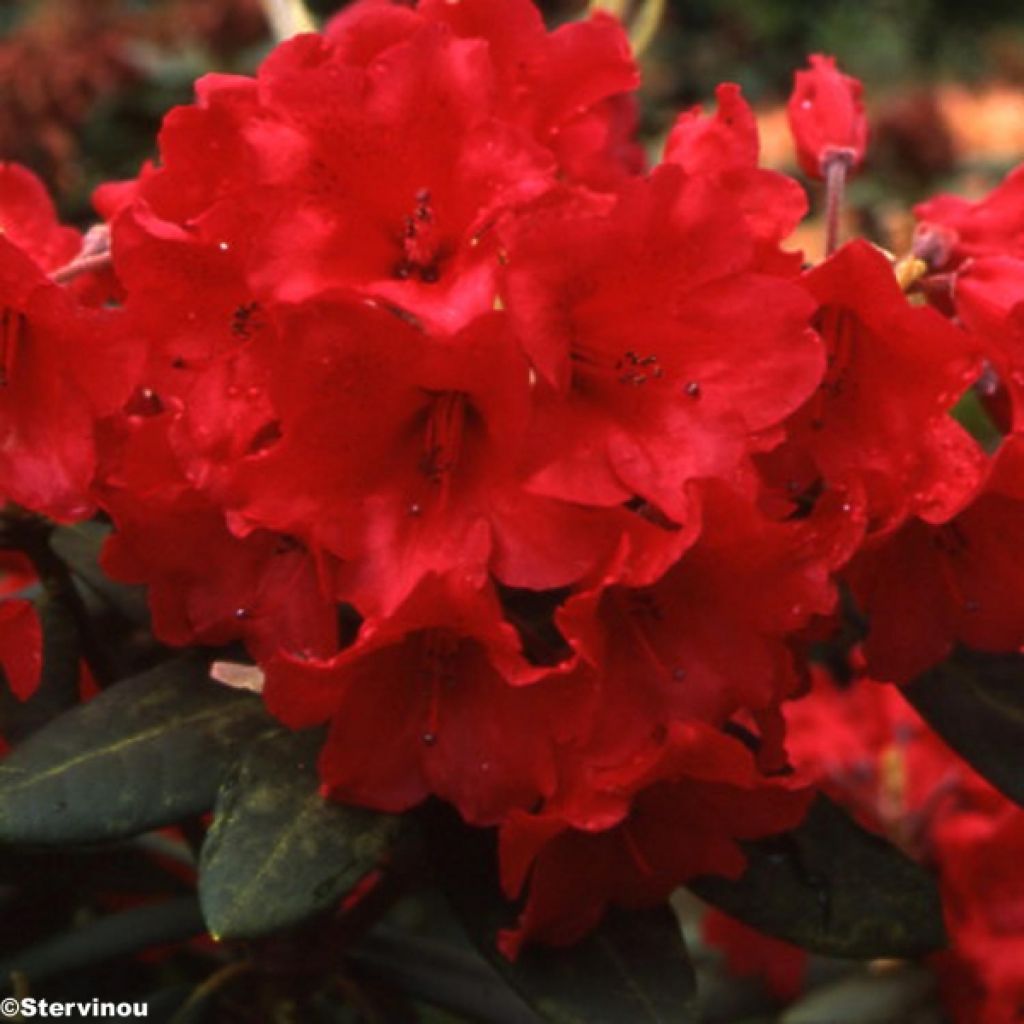 Rhododendron Melville - Rhododendron hybride