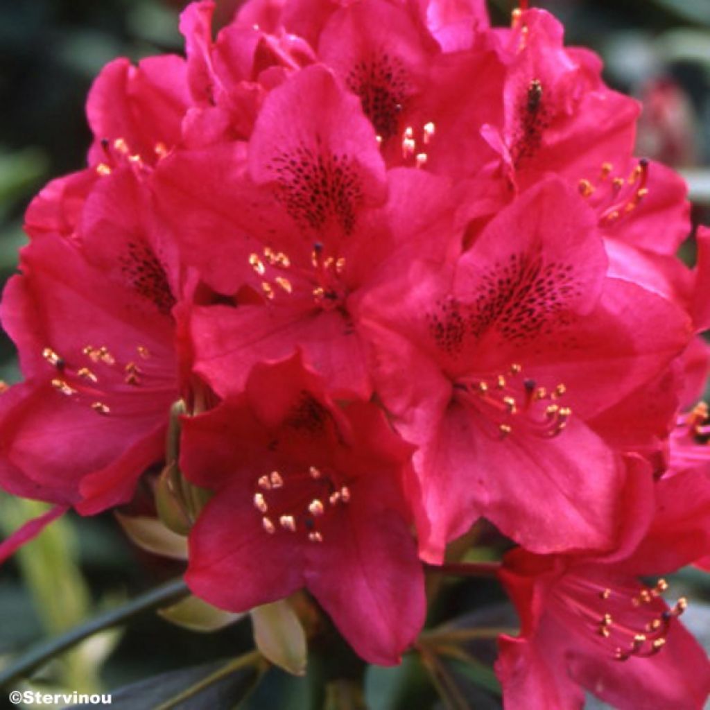 Rhododendron Nova Zembla - Rhododendron hybride