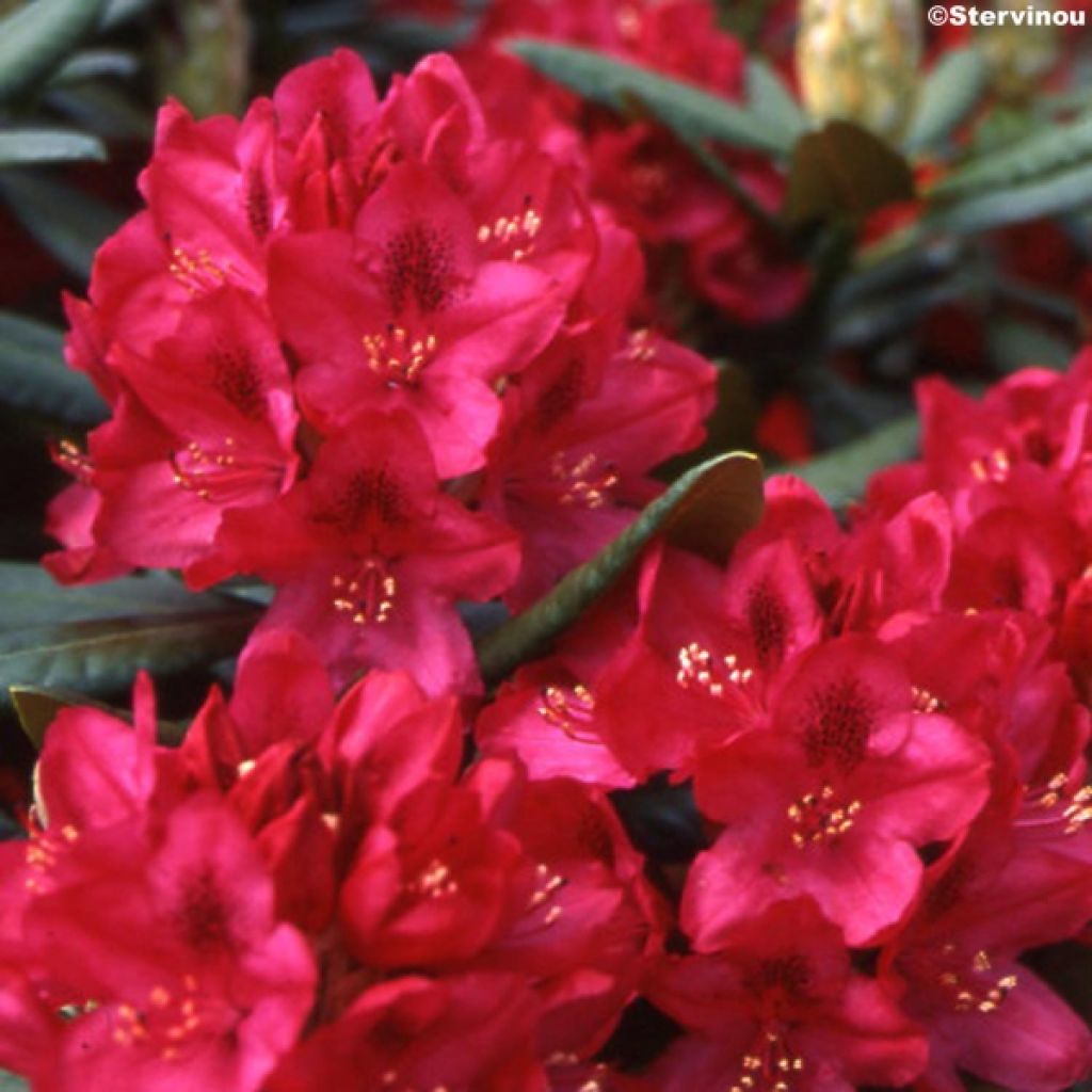 Rhododendron Nova Zembla - Rhododendron hybride