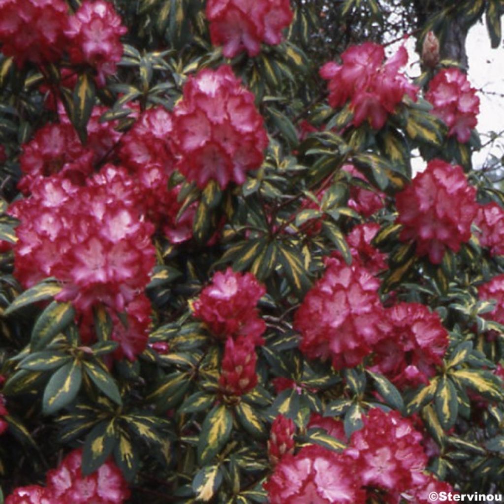 Rhododendron Président Roosevelt - Rhododendron hybride