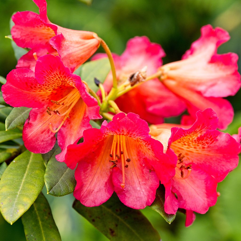 Rhododendron Scyphocalyx - Rhododendron hybride à fleurs bicolores