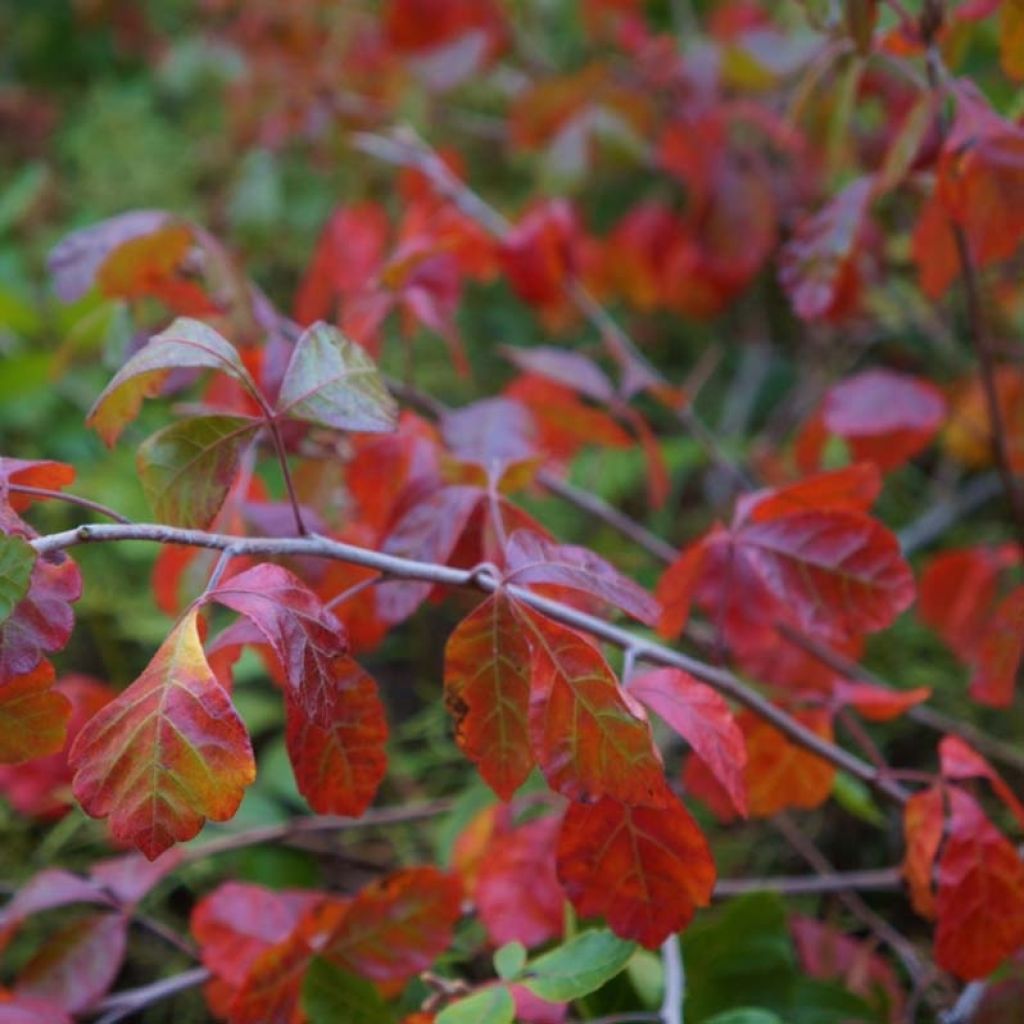 Sumac aromatique - Rhus aromatica Gro-Low