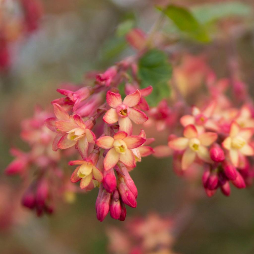 Ribes gordonianum - Groseillier de Gordon