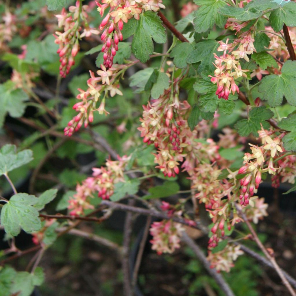 Ribes gordonianum - Groseillier de Gordon