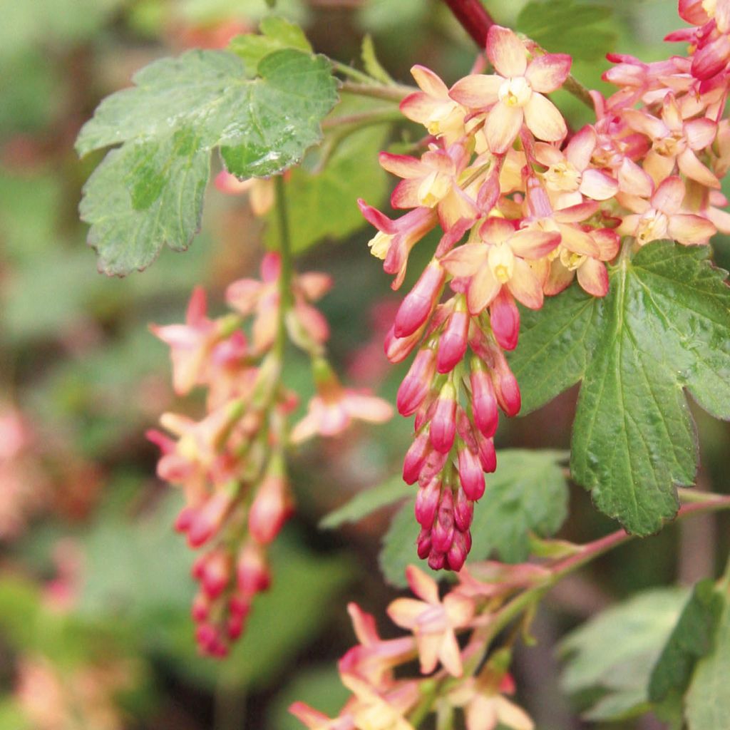 Ribes gordonianum - Groseillier de Gordon