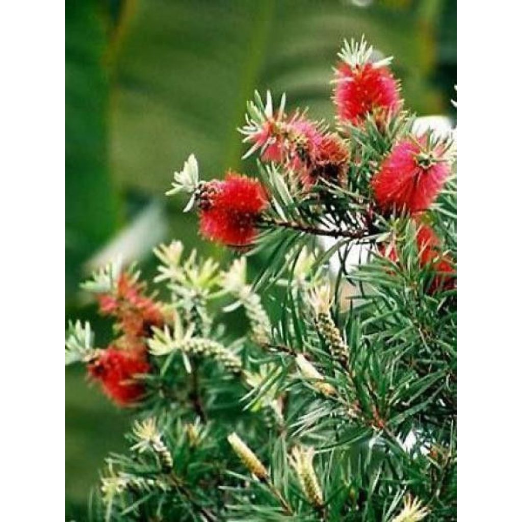 Rince-bouteilles rigide - Callistemon rigidus - Le Jardin du Pic Vert