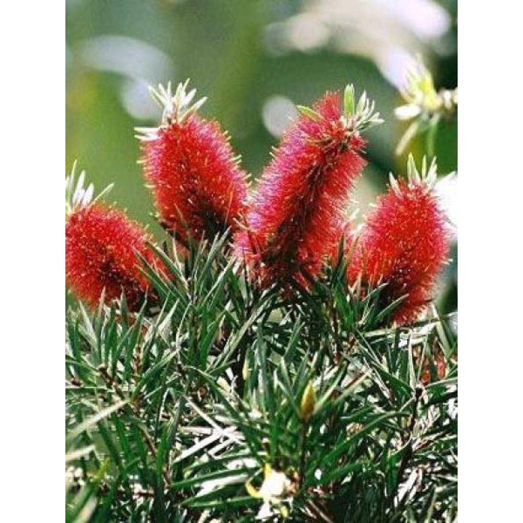 Callistemon rigidus - Rince-bouteille