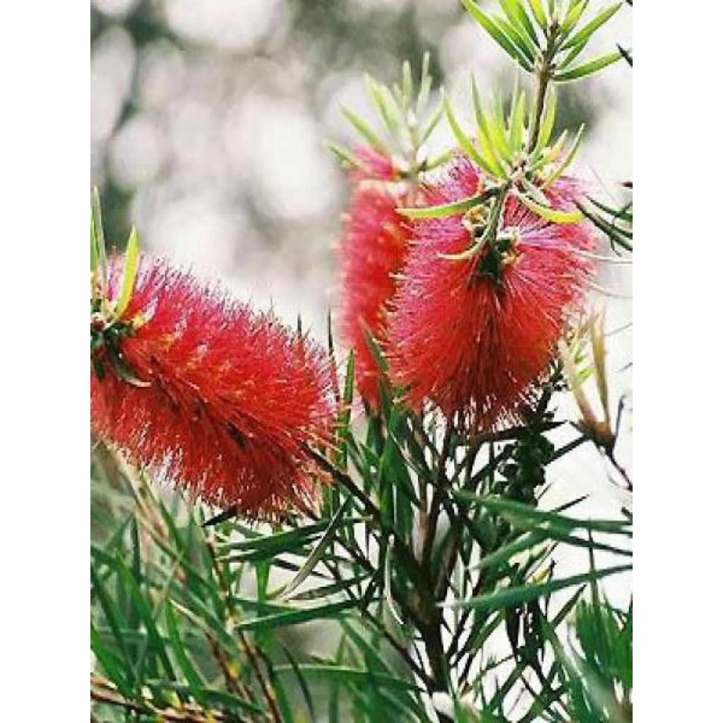 Rince-bouteilles rigide - Callistemon rigidus - Le Jardin du Pic Vert