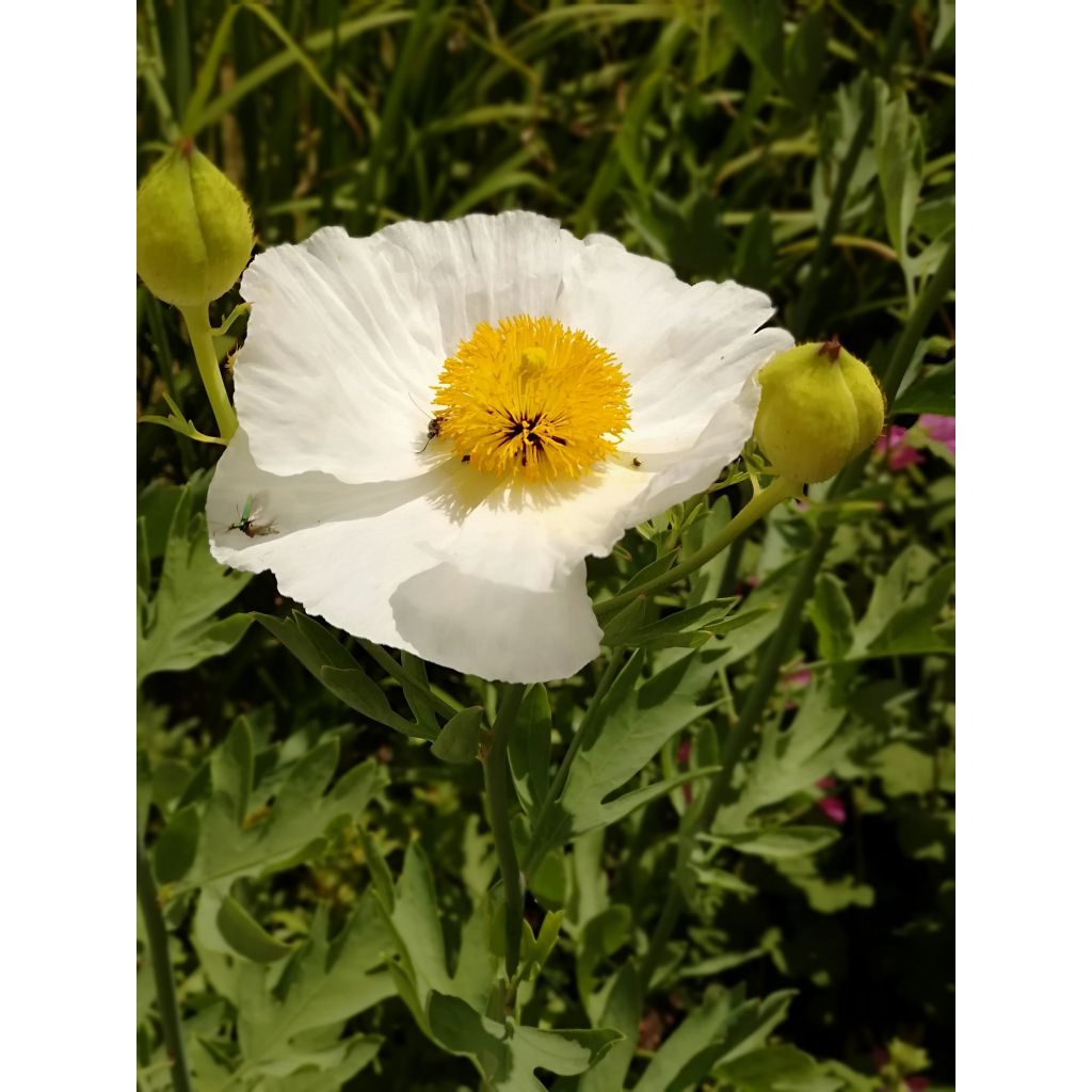 Romneya coulteri - Pavot en arbre