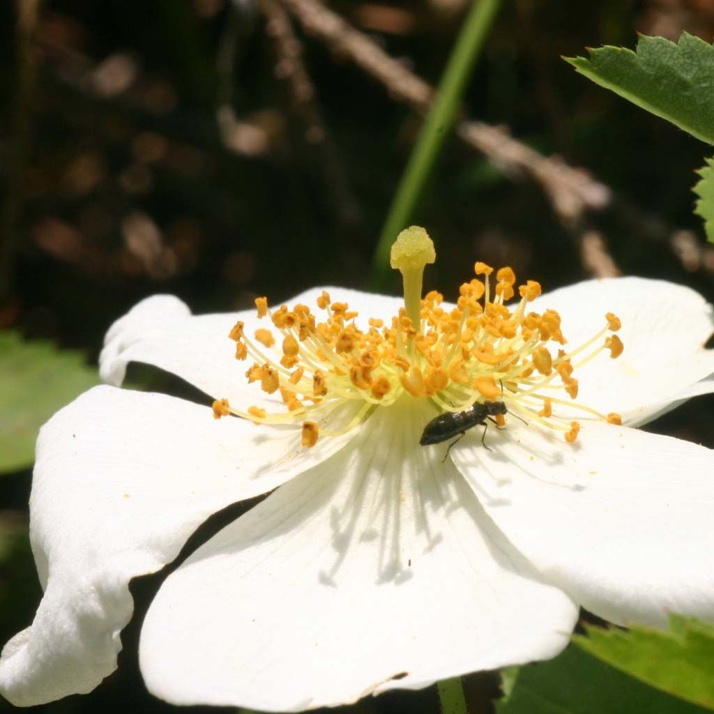 Rosier des champs - Rosa arvensis