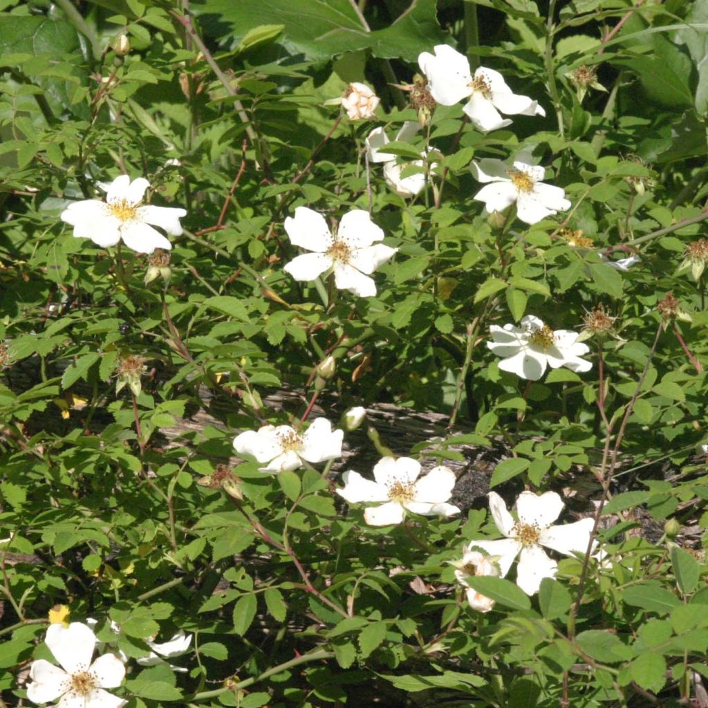 Rosier des champs - Rosa arvensis