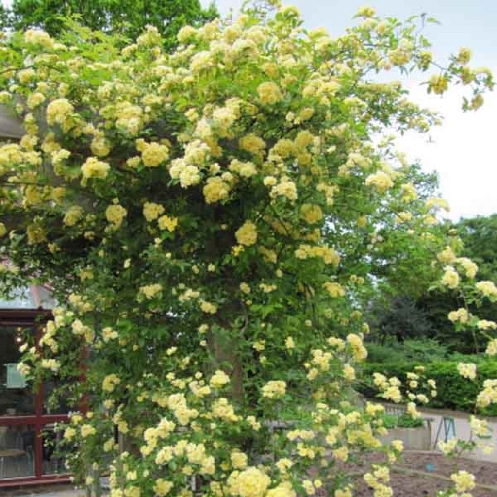 Rosier de Banks lutea