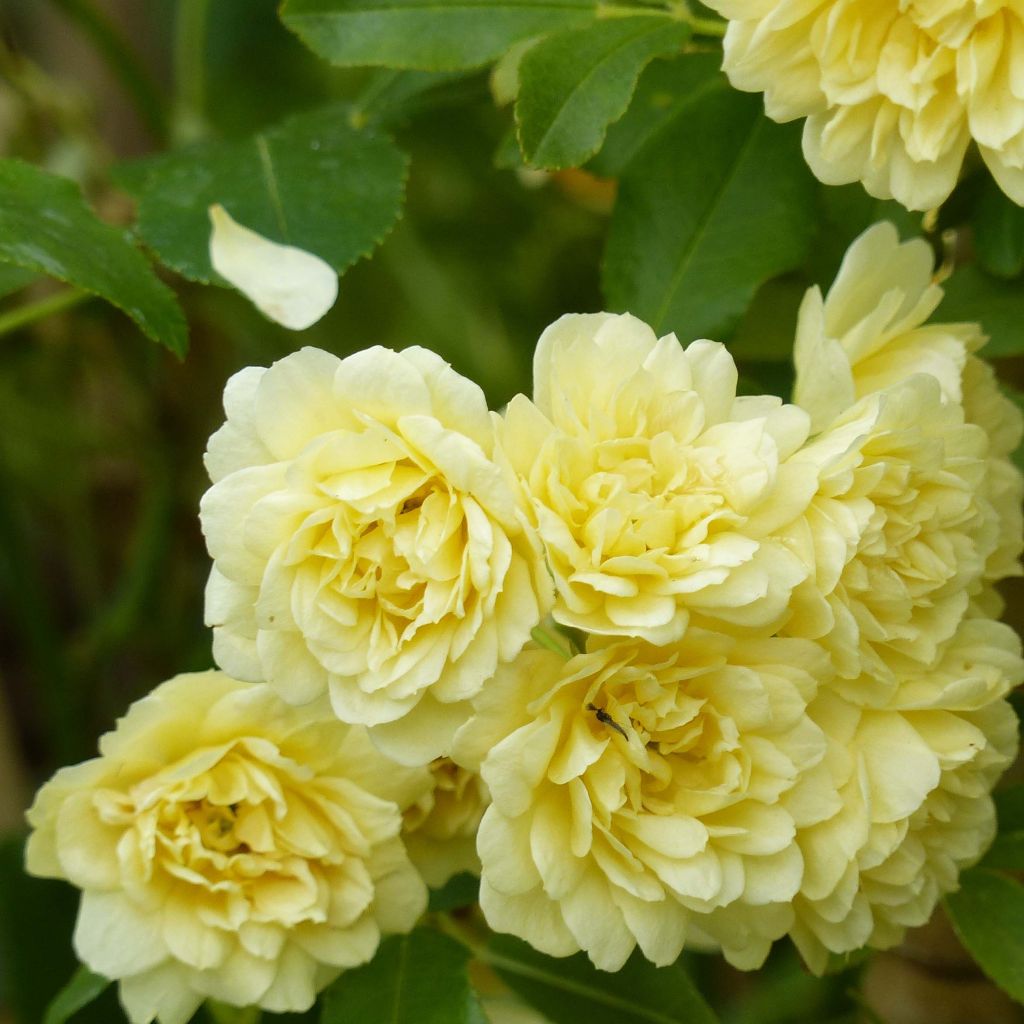 Rosier de Banks Lutea - Rosa banksiae