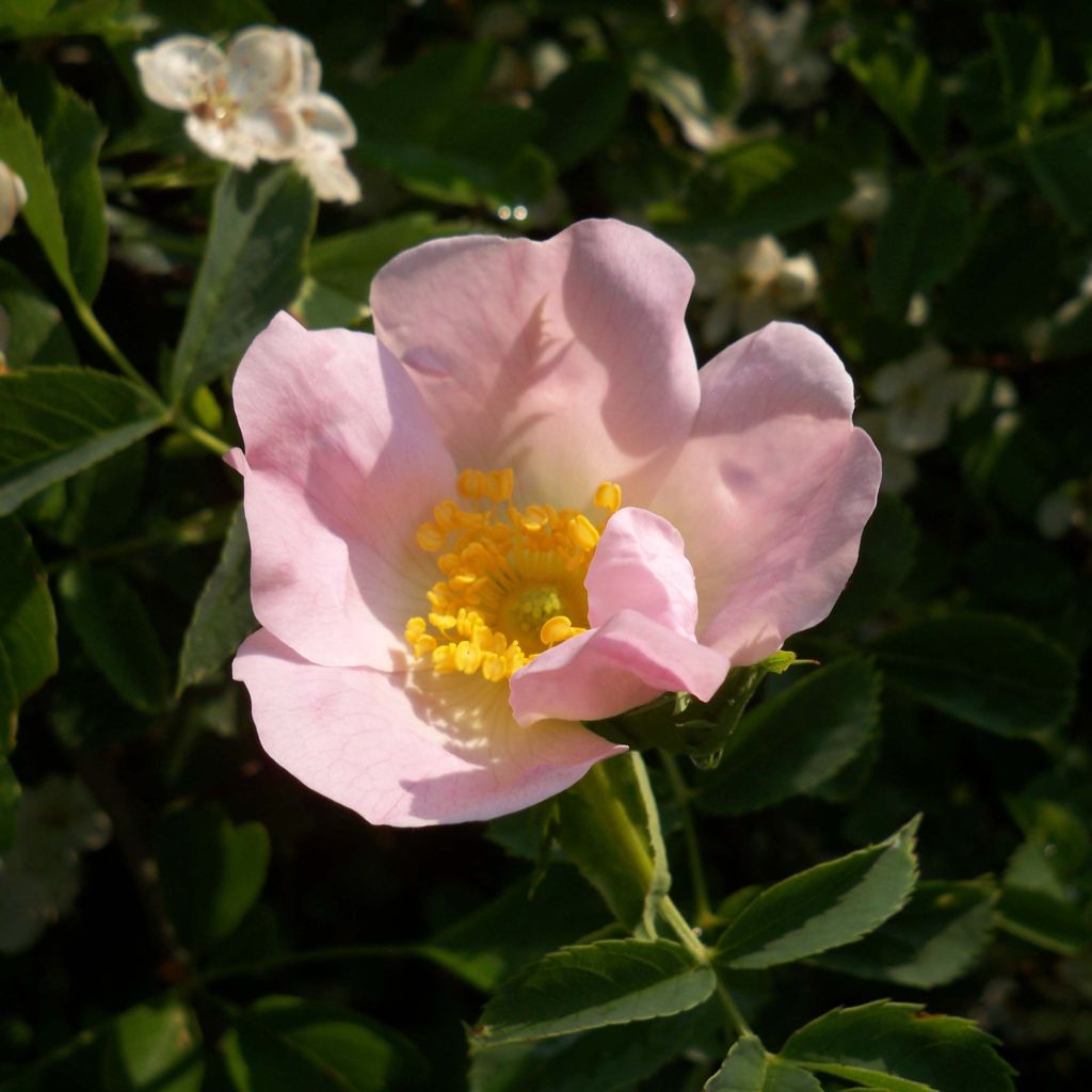 Églantier - Rosa canina