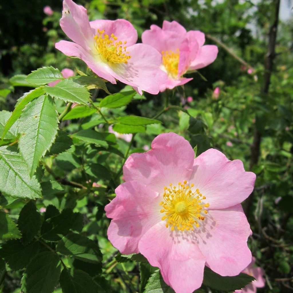 Églantier - Rosa canina