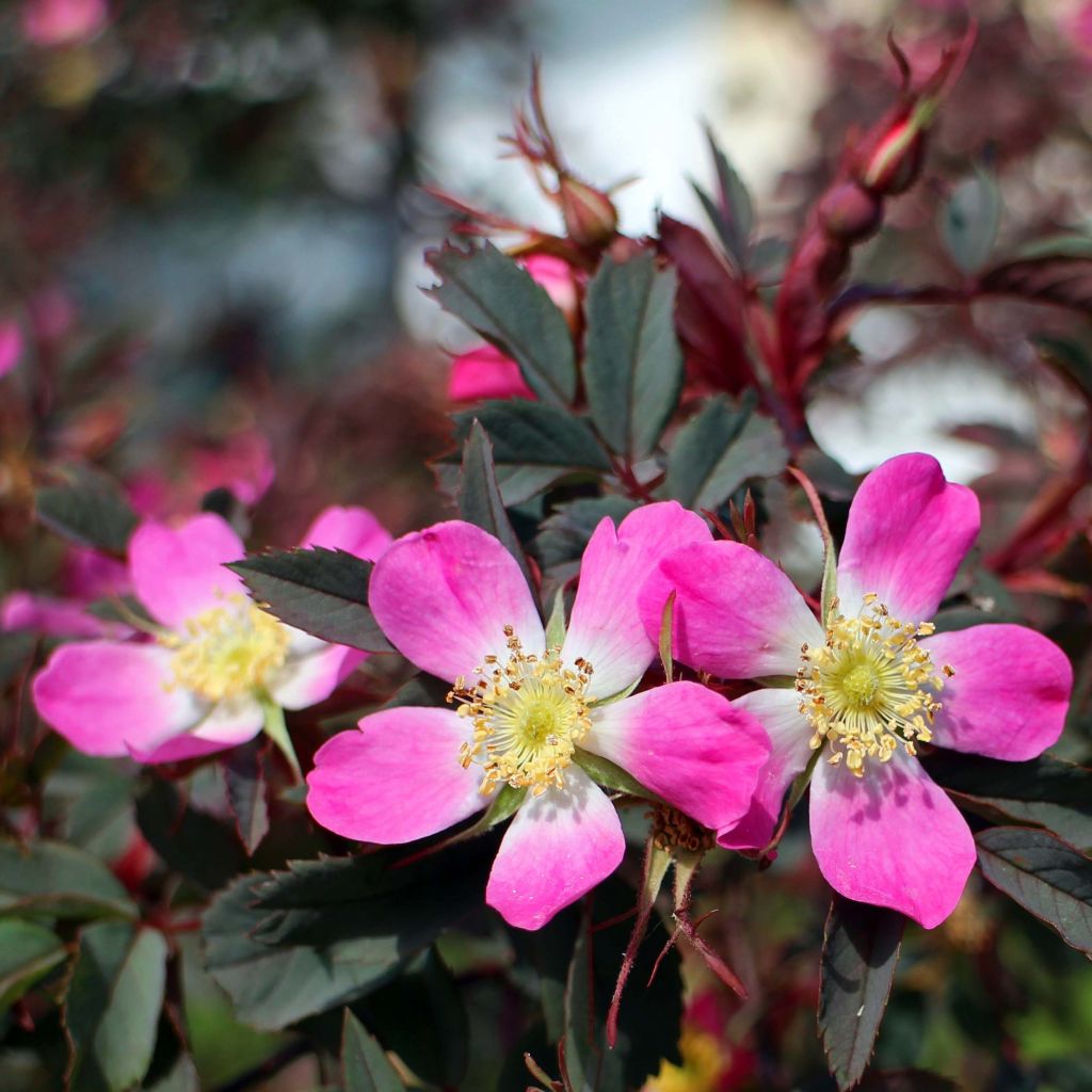 ROSA glauca - rosier à feuilles bleues