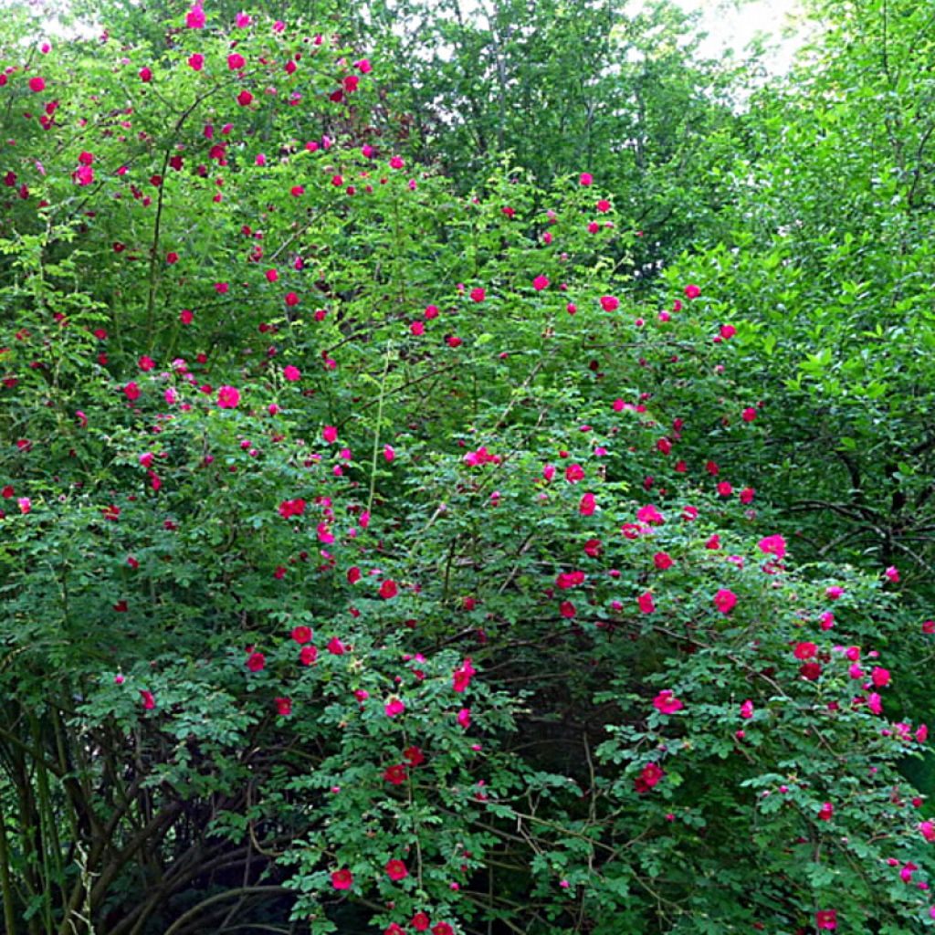 Rosier botanique - Rosa moyesii Geranium