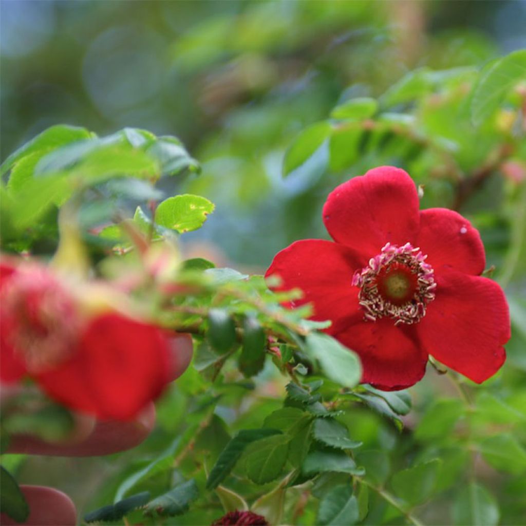 Rosier botanique - Rosa moyesii Geranium