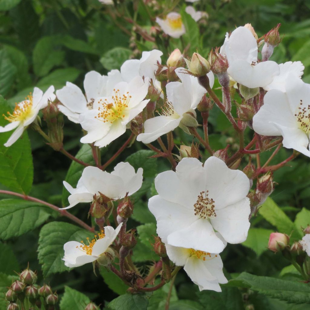 Rosier botanique grimpant - Rosa multiflora