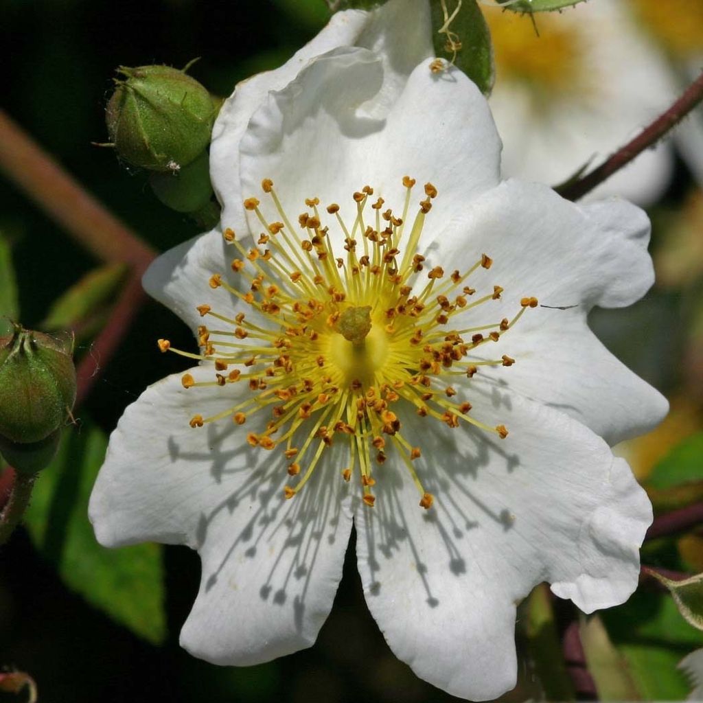 Rosier botanique grimpant - Rosa multiflora