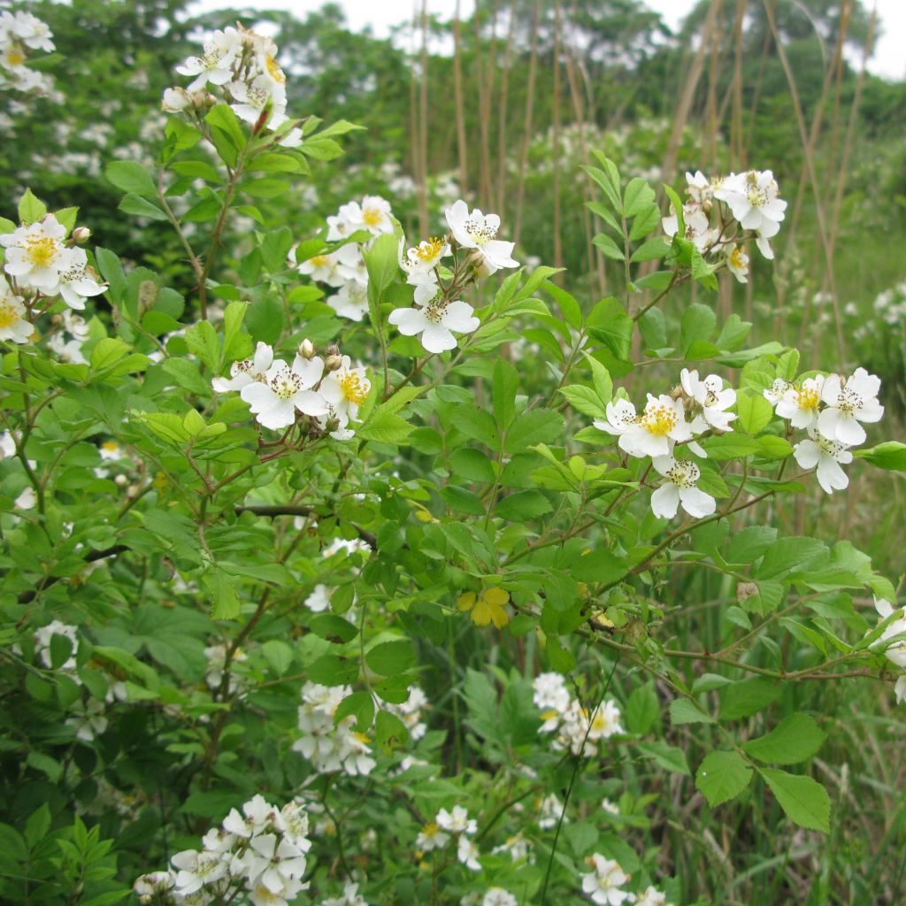 Rosier botanique grimpant - Rosa multiflora