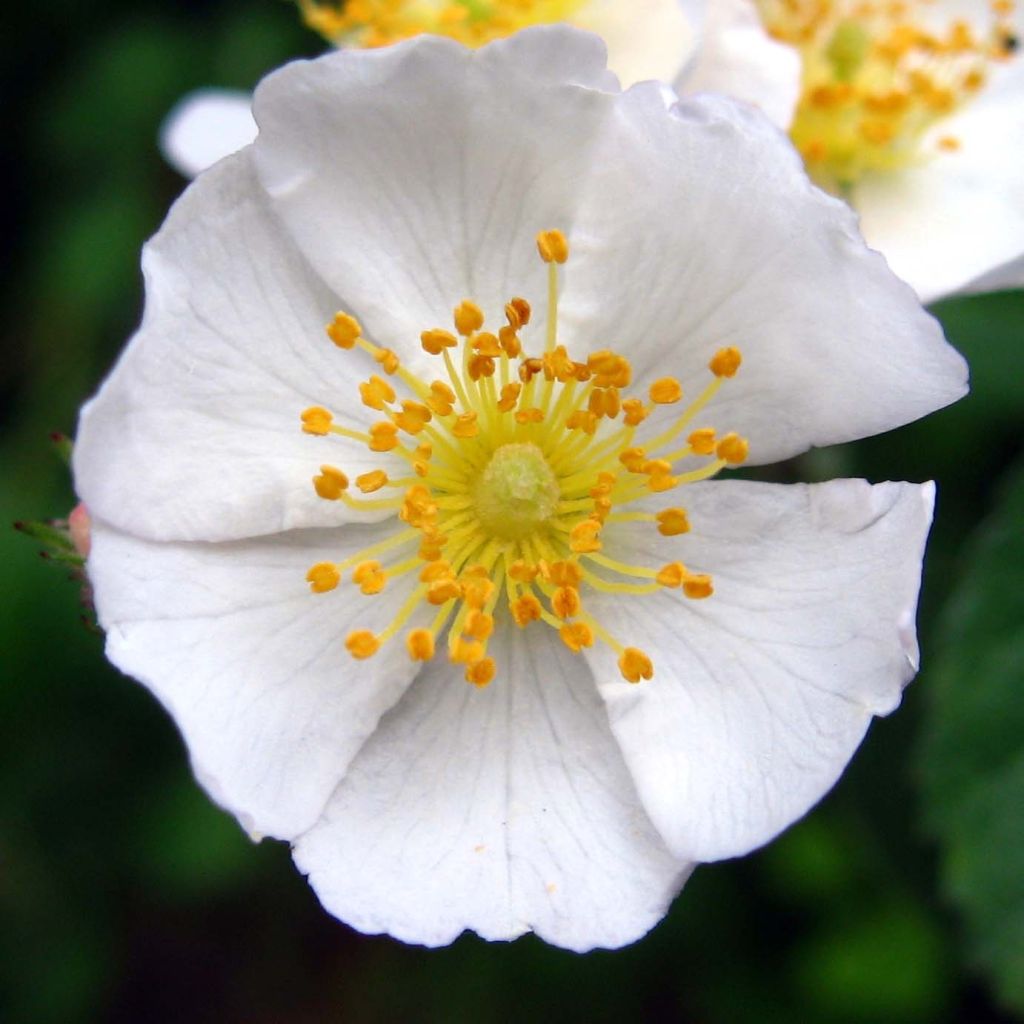 Rosier botanique grimpant - Rosa multiflora