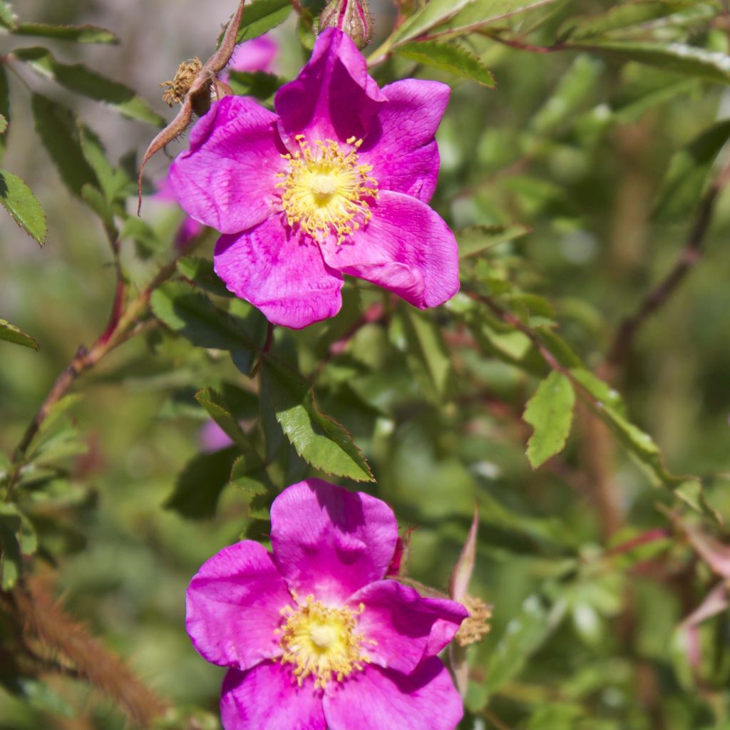 Rosier botanique - Rosa nitida