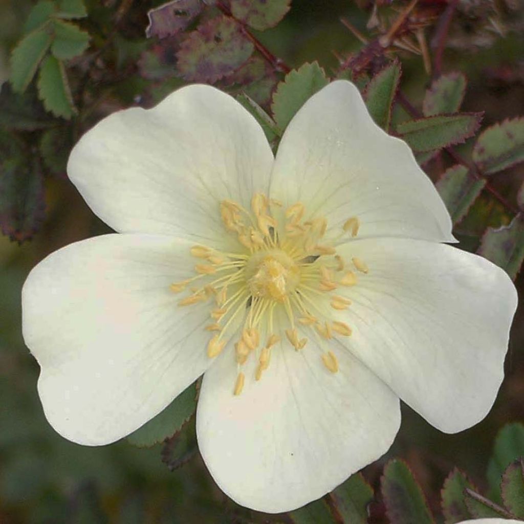 Rosier pimprenelle - Rosa pimpinellifolia