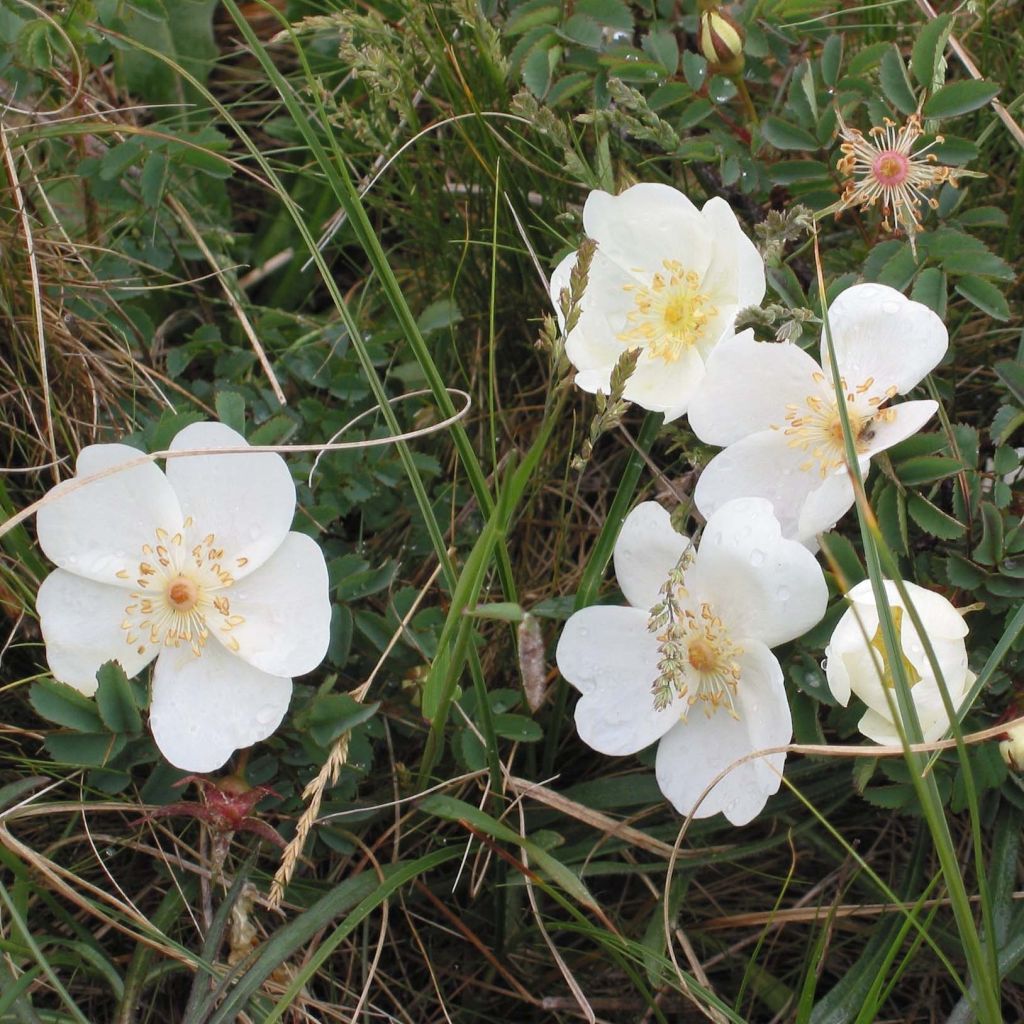 Rosier pimprenelle - Rosa pimpinellifolia