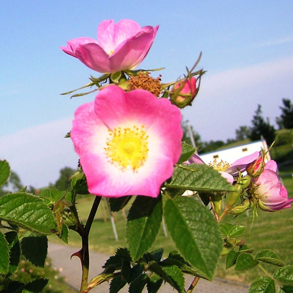 Eglantier odorant - Rosa rubiginosa