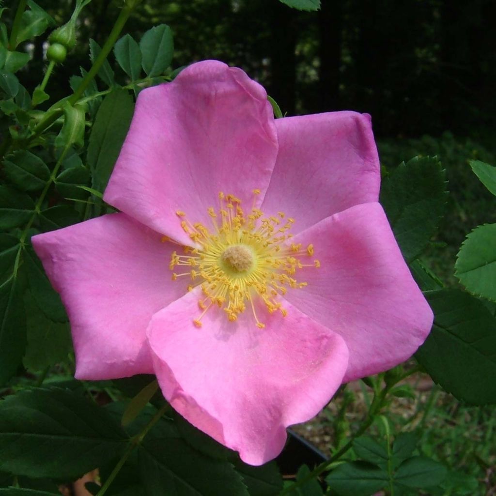 Rosier botanique - Rosa virginiana