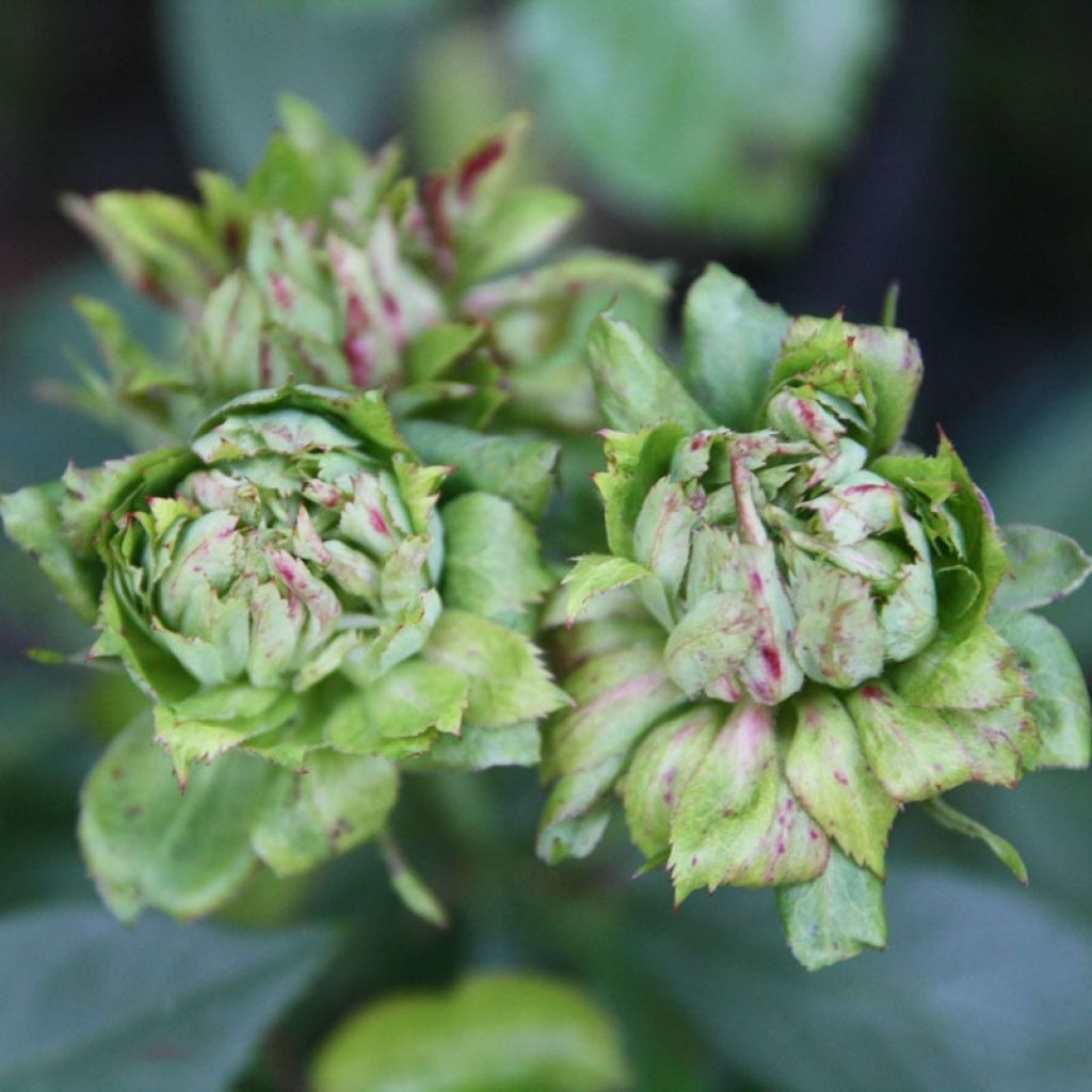 Rosier botanique - Rosa chinensis Viridiflora - Rose verte