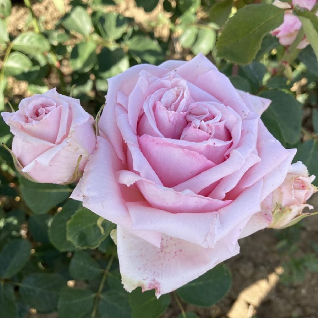 Rosier à grandes fleurs Parfum de Liberté