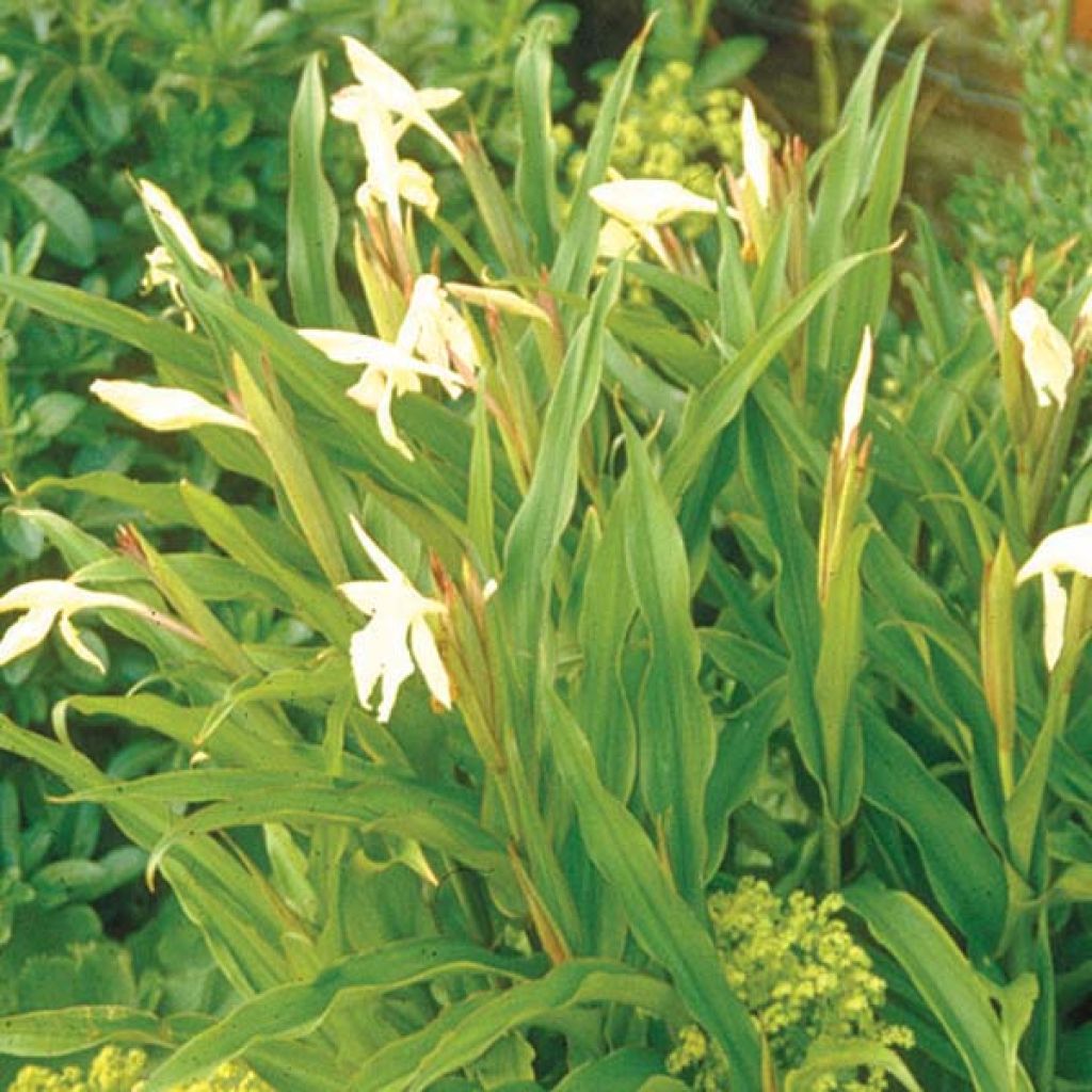 Roscoea beesiana Alba