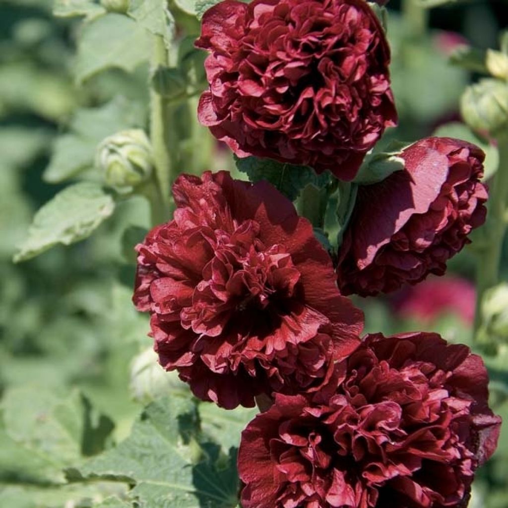 Rose Trémière - Alcea rosea Chatter's Red Double