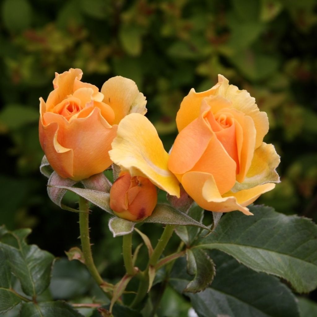 Rosier à fleurs groupées Amber Queen