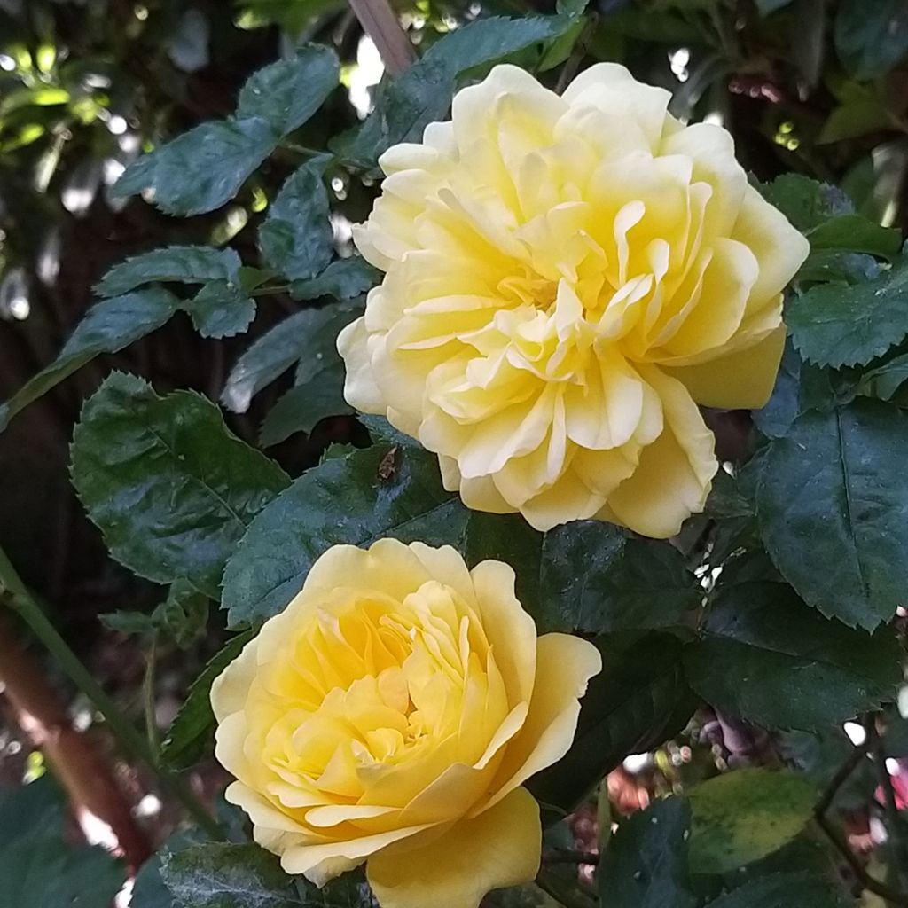 Rosier à fleurs groupées Anny Duperey