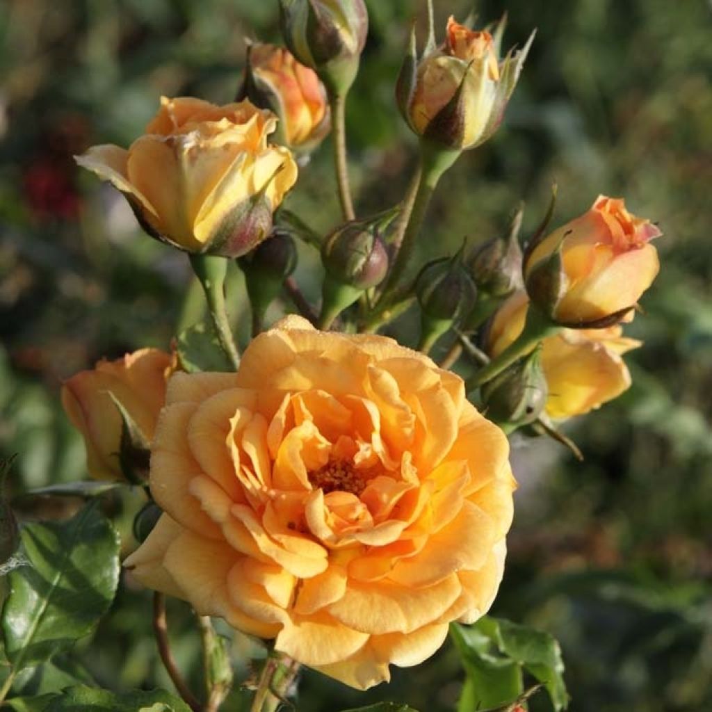 Rosier à fleurs groupées Bentheimer Gold